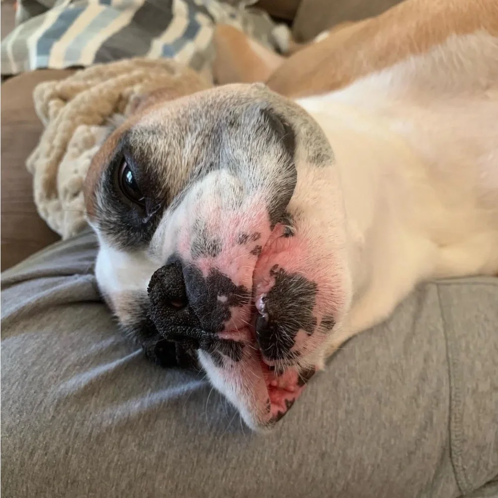 Apollo 🪽❤️‍🩹 - Picture 10 of 13